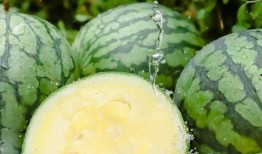 最近大瓜事件.朝阳黑料,大瓜事件背后的真相与反思